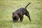 schnuppernder Staffordshire Bullterrier