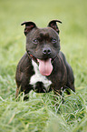 Staffordshire Bullterrier