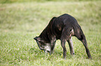 schnuppernder Staffordshire Bullterrier