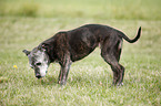 Staffordshire Bullterrier