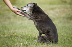 Staffordshire Bullterrier gibt Pftchen