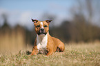 liegender Staffordshire Bullterrier