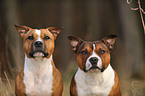 2 Staffordshire Bullterrier