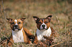 2 Staffordshire Bullterrier