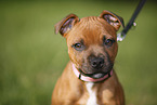 Staffordshire Bullterrier Portrait