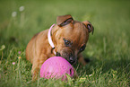 spielender Staffordshire Bullterrier Welpe