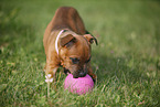 spielender Staffordshire Bullterrier Welpe