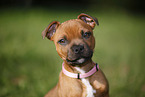 Staffordshire Bullterrier Portrait