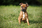 sitzender Staffordshire Bullterrier Welpe