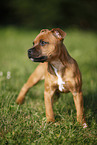 Staffordshire Bullterrier Welpe