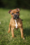 Staffordshire Bullterrier Welpe