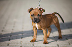 Staffordshire Bullterrier Welpe