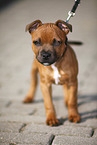 Staffordshire Bullterrier Welpe