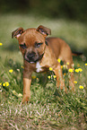 Staffordshire Bullterrier Welpe