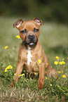 sitzender Staffordshire Bullterrier Welpe