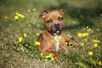 liegender Staffordshire Bullterrier Welpe
