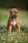 sitzender Staffordshire Bullterrier Welpe