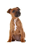 sitzender Staffordshire Bullterrier Welpe