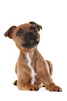 liegender Staffordshire Bullterrier Welpe
