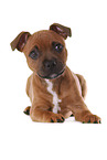liegender Staffordshire Bullterrier Welpe