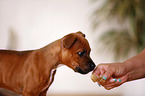 Staffordshire Bullterrier Portrait