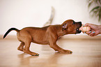 spielender Staffordshire Bullterrier Welpe