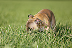 Staffordshire Bullterrier