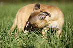 Staffordshire Bullterrier