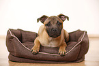 liegender Staffordshire Bullterrier