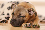 liegender Staffordshire Bullterrier