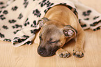 liegender Staffordshire Bullterrier