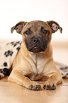 liegender Staffordshire Bullterrier