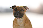 Staffordshire Bullterrier Portrait