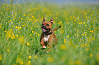 rennender Staffordshire Bullterrier