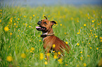 sitzender Staffordshire Bullterrier