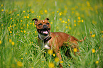 Staffordshire Bullterrier