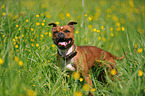 Staffordshire Bullterrier