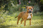 junger Staffordshire Bullterrier