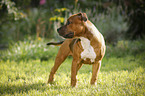 junger Staffordshire Bullterrier