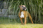 junger Staffordshire Bullterrier