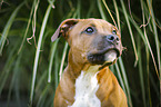 Staffordshire Bullterrier Portrait