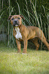 junger Staffordshire Bullterrier