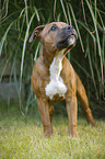 junger Staffordshire Bullterrier