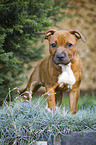 junger Staffordshire Bullterrier