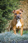 junger Staffordshire Bullterrier