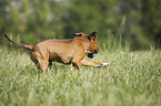 Staffordshire Bullterrier rennt ber Wiese