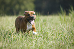 Staffordshire Bullterrier rennt ber Wiese