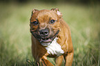 Staffordshire Bullterrier Portrait