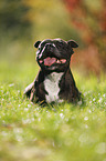 liegender Staffordshire Bullterrier