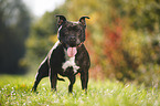 Staffordshire Bullterrier